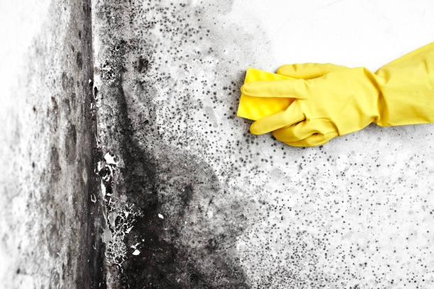 Professional Mold Removal in Morse, LA